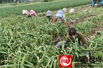 郯城县杨集镇：田间直播带货 助力蒜农增收