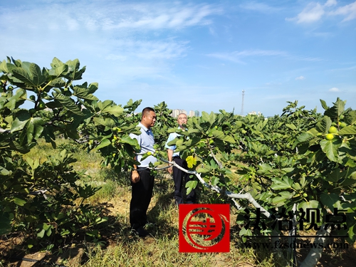 车鲁宁在无花果园查看果树情况6.jpg
