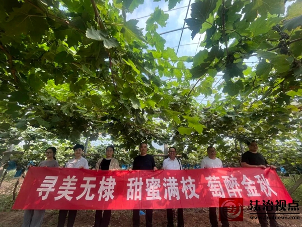 海丰街道开展“寻美无棣 甜蜜满枝 ‘萄’醉金秋”主题采风活动