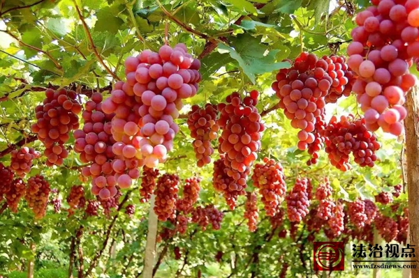 【甜蜜经济 暖沁心间】海丰街道：八里绿洲葡萄