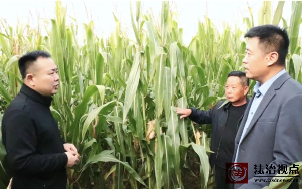 县委副书记窦彭波到车王镇调研“三秋”生产工作