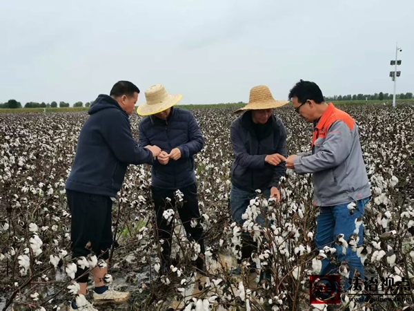 无棣县西小王镇：山东省农科院专家一线指导棉田自救